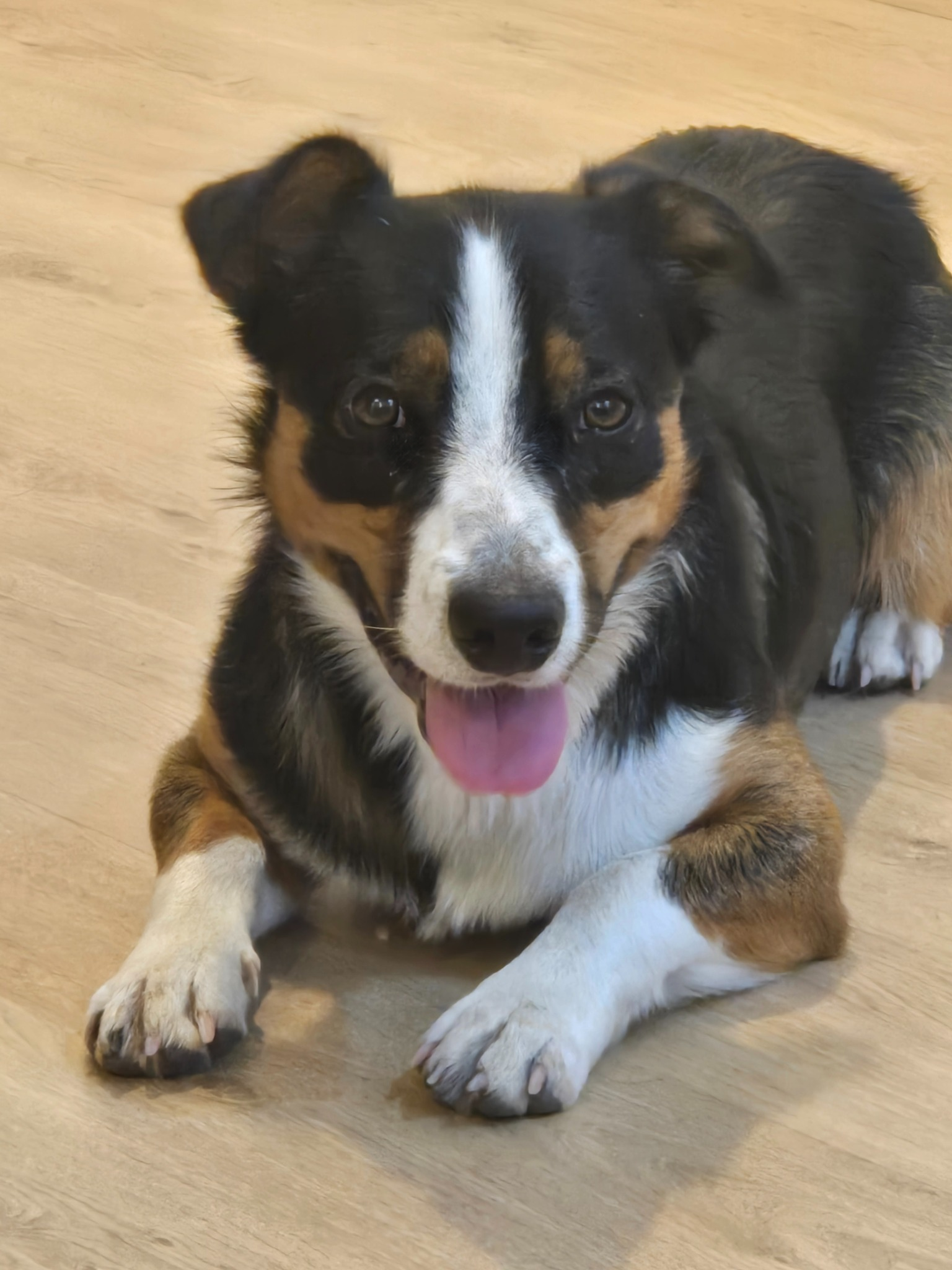 Alto, le chien médiateur d’Élise Lamotte